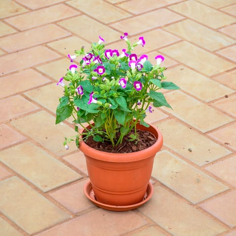 Wishbone / Torenia Pink in 7 Inch Classy Red Plastic Pot with Tray