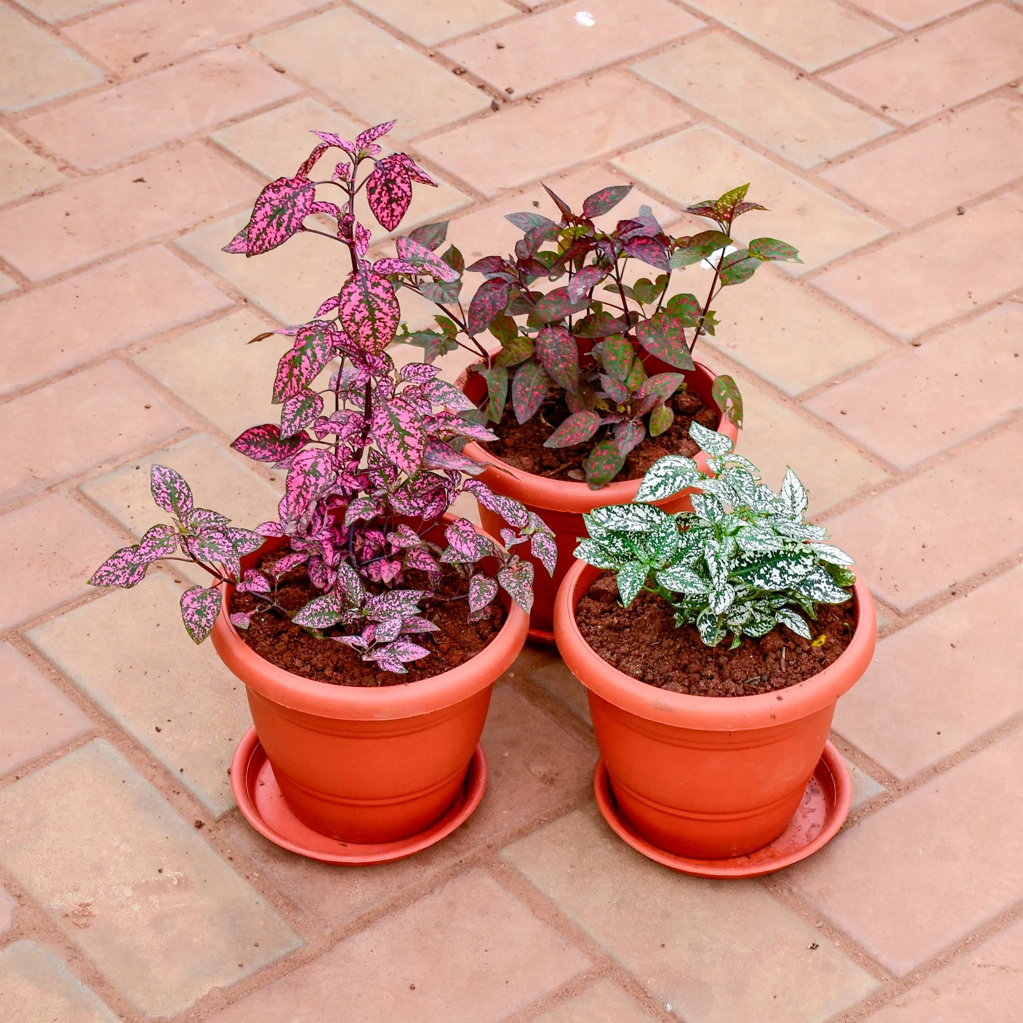 Set of 3 - Polka Dot (Red, Red Mix & Green) in 8 Inch Terracotta Red Classy Plastic Pot with tray