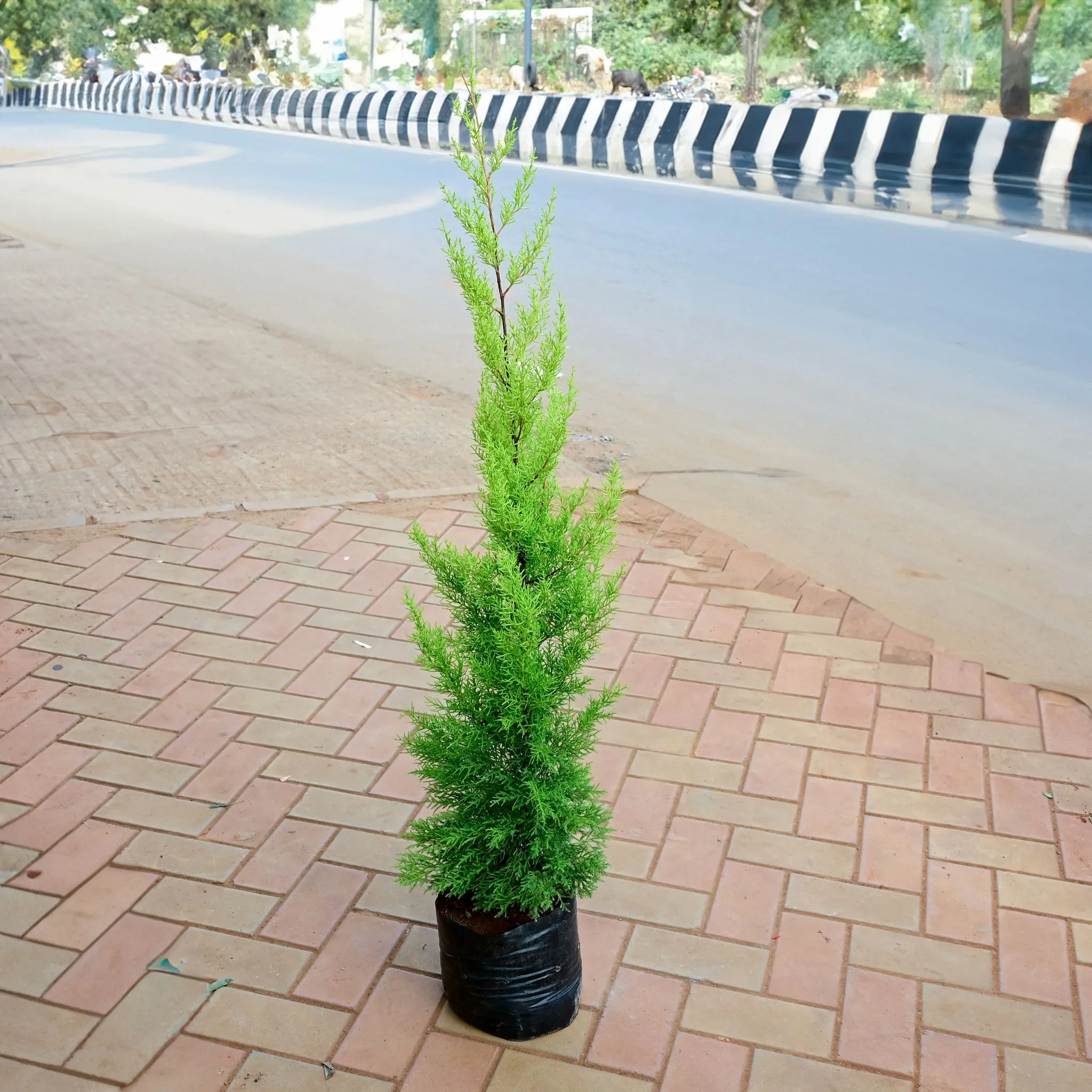Cypress Golden ~ 2.5 Ft in 8 Inch Nursery Bag