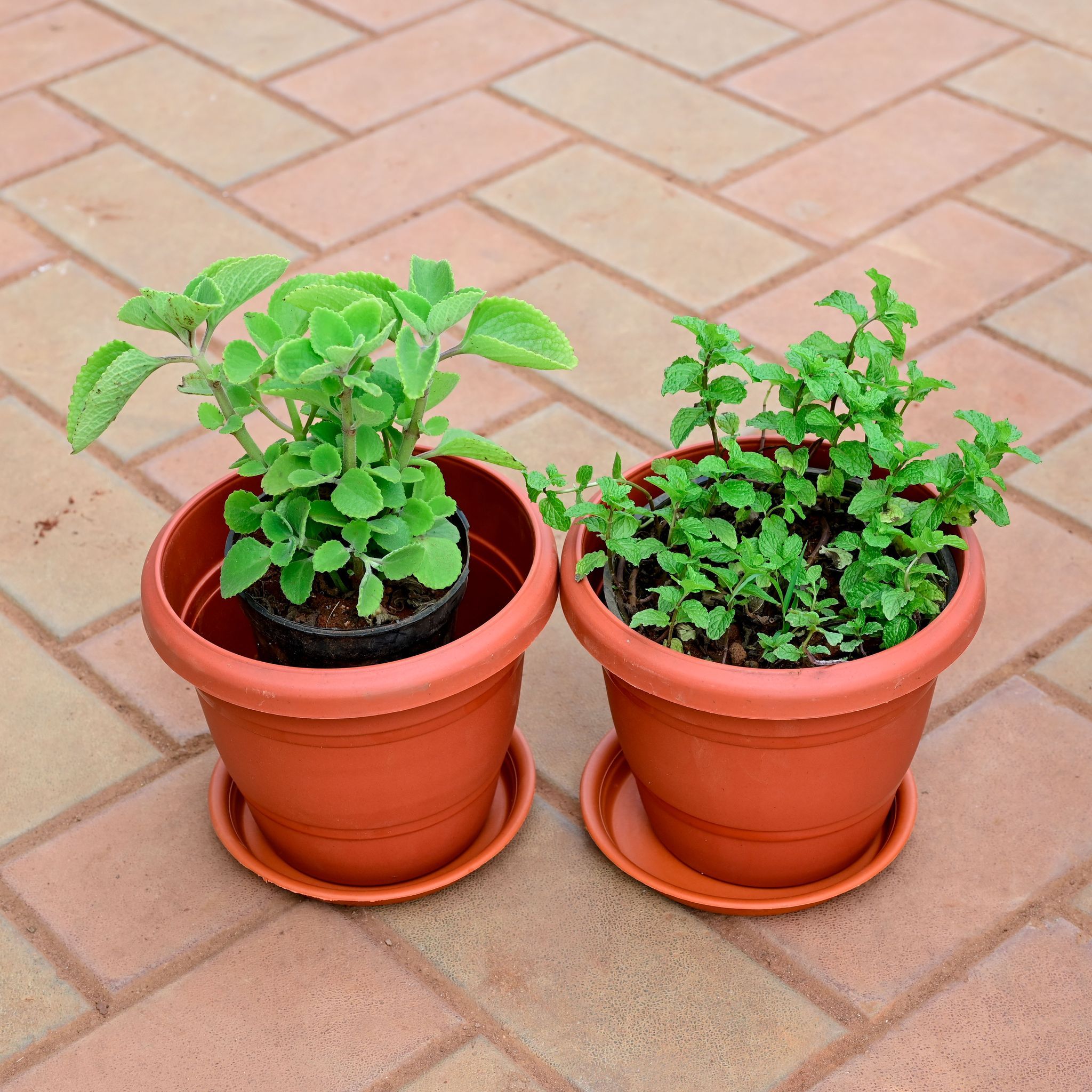 Set of 2 - Ajwain & Pudina / Mint in 6 Inch Terracotta Red Classy Plastic Pot with Tray