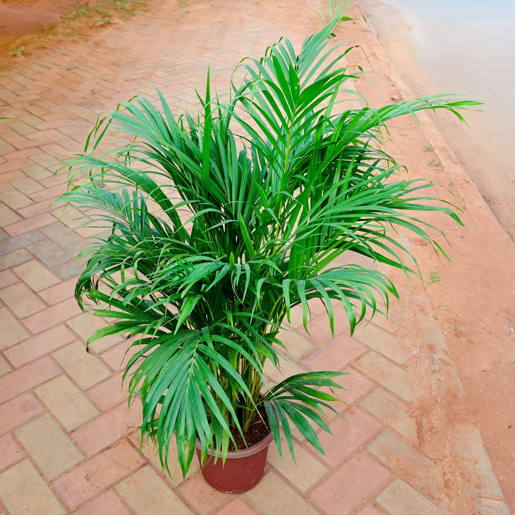 Areca Palm (~ 2 Ft) in 8 Inch Nursery Pot