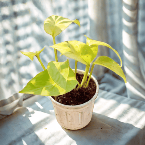 Golden Money Plant in 4 Inch Nursery Pot