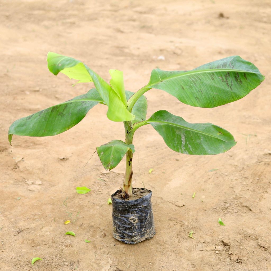 Banana Plant (~1-2 ft) in 8 Inch Nursery Bag Banana Plant (~1-2 ft) in 8 Inch Nursery Bag