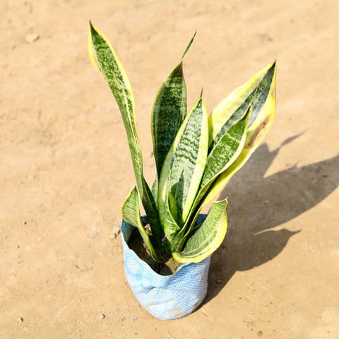 Snake Golden in 5 Inch Nursery Bag