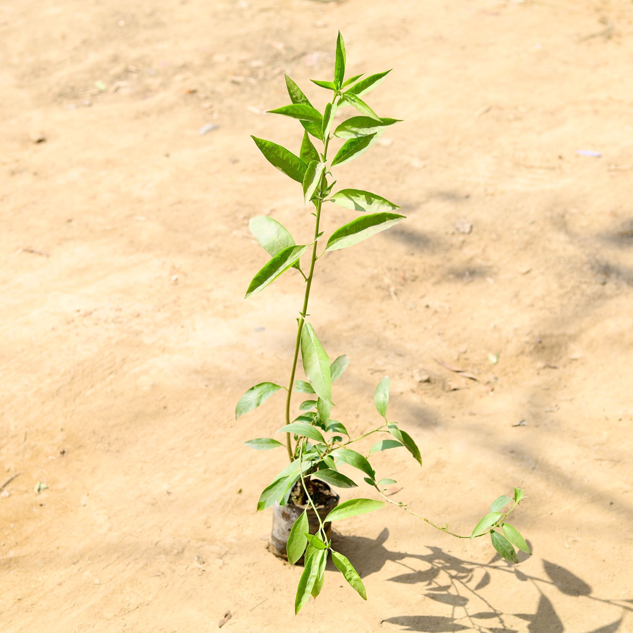 Raat ki Rani / Night Blooming Jasmine in 4 Inch Nursery Bag