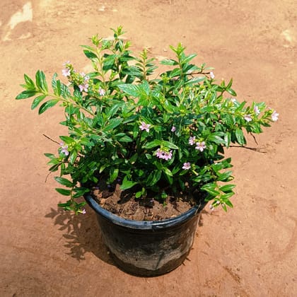 Free Gift - Cuphea / False Heather Pink in 4 Inch Nursery Pot - Flash Sale
