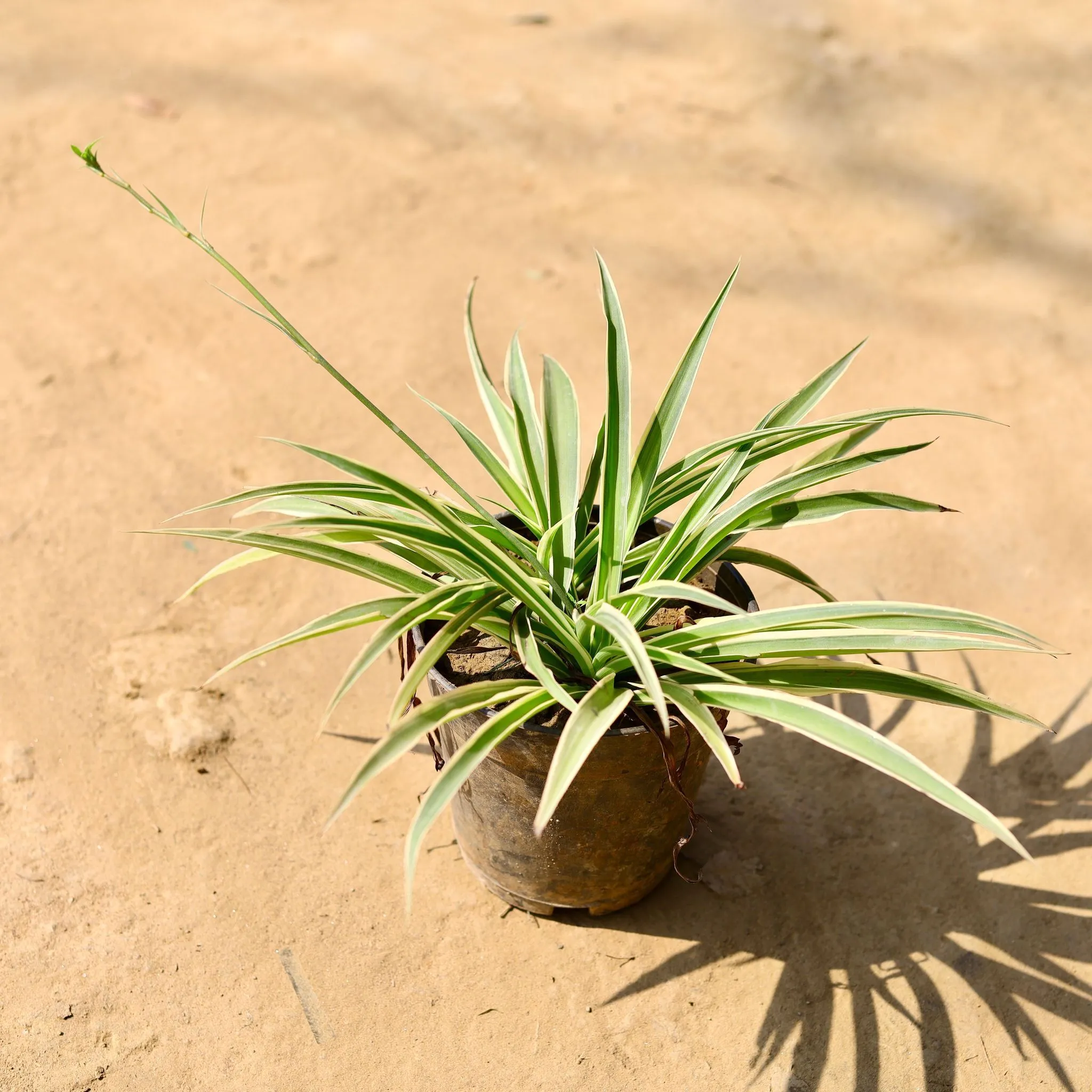 Spider Plant in 4 Inch Nursery Pot