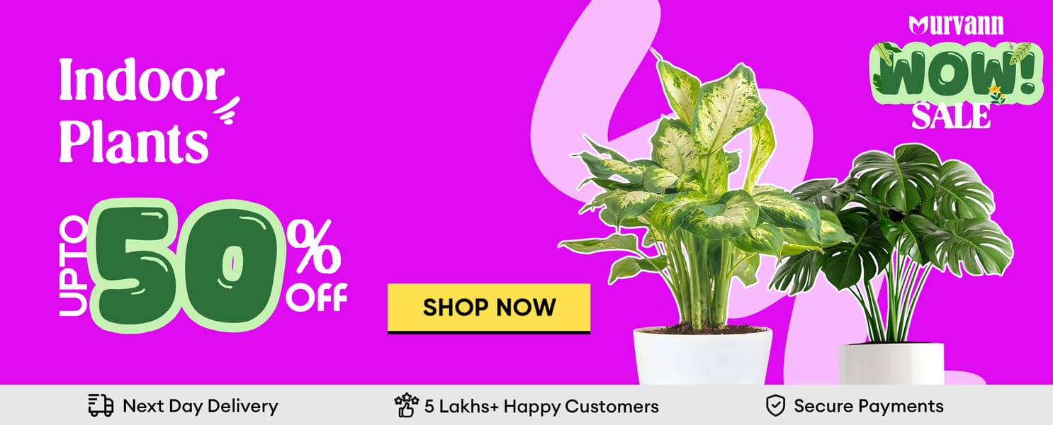 Home Decor Plants