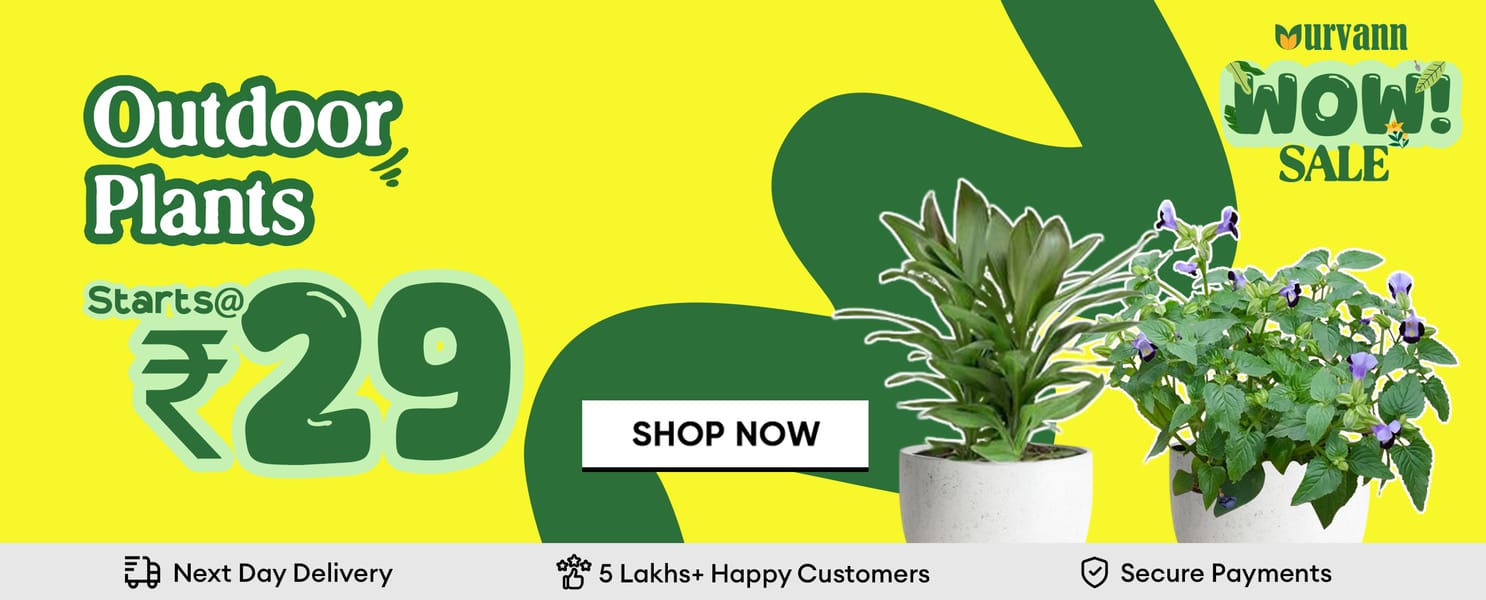Outdoor Plants