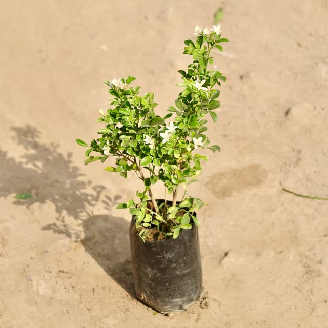 Madhu Kamini (any colour) (~ 1 Ft) in 8 Inch Nursery Bag