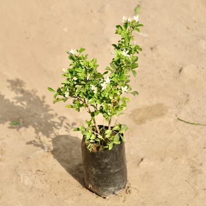 Madhu Kamini (any colour) (~ 1 Ft) in 8 Inch Nursery Bag