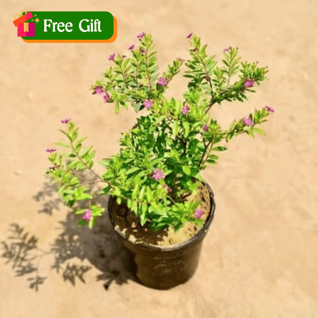 Free Gift - Cuphea / False Heather Pink in 4 Inch Nursery Pot - Flash Sale Free Gift - Cuphea / False Heather Pink in 4 Inch Nursery Pot - Flash Sale