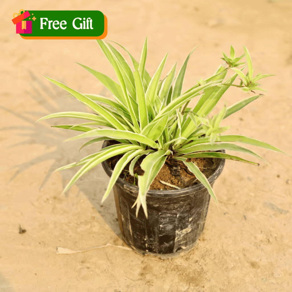 Free Gift - Spider Plant in 5 inch Nursery Pot - Flash Sale