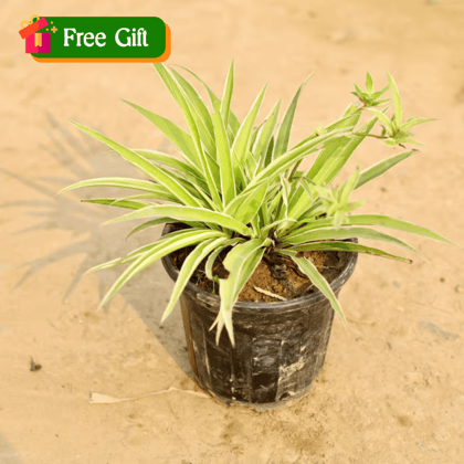 Free Gift - Spider Plant in 5 inch Nursery Pot - Flash Sale