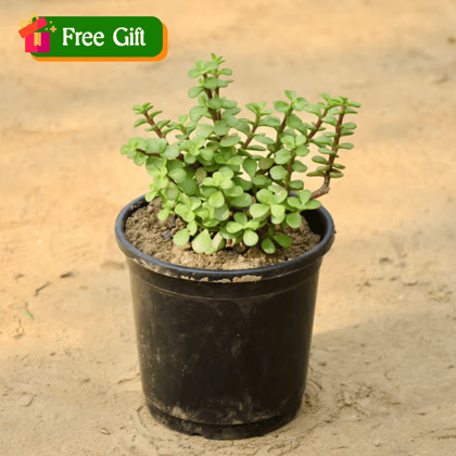 Free Gift - Lucky Jade in 4 Inch Nursery Pot - Flash Sale