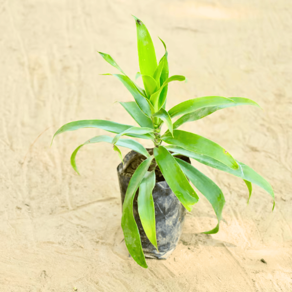 Dracaena Reflexa in 4 Inch Nursery bag Dracaena Reflexa in 4 Inch Nursery bag
