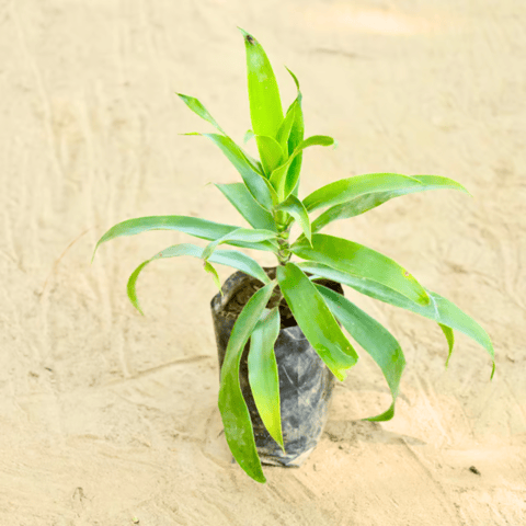 Air Purifying - Dracaena Reflexa in 4 Inch Nursery bag
