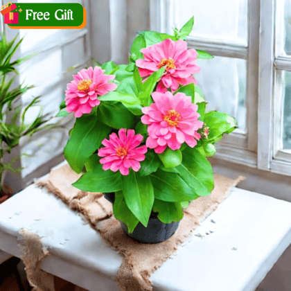 Free Gift - Zinnia (any colour) in 5 Inch Nursery Pot - Flash Sale