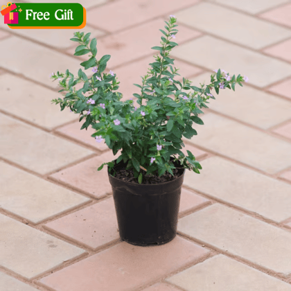 Free Gift - Cuphea / False Heather (any colour) in 4 Inch Nursery Pot - Flash Sale
