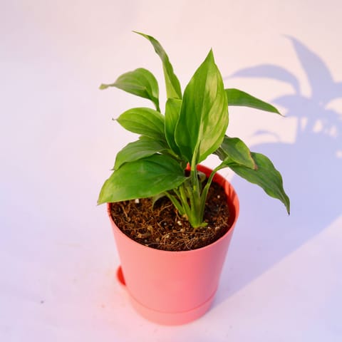 Gift Ready - Peace Lily in 4 Inch Pink Florence Self Watering Pot Wrapped in Lovely Gift Bag For Your Loved Ones