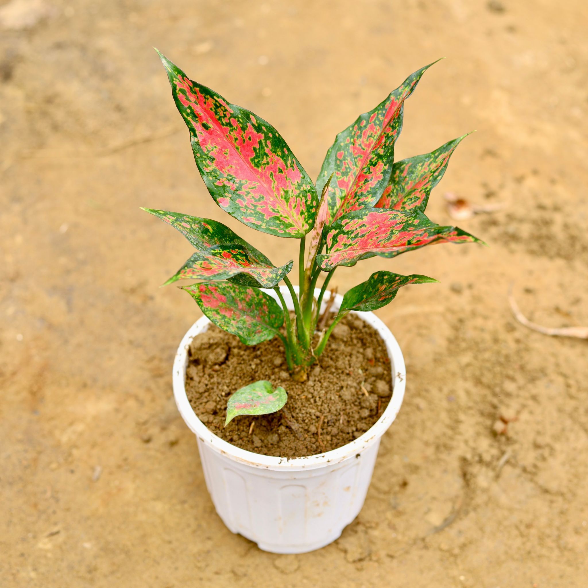 Aglaonema Pink in 6 Inch Super White Nursery Pot