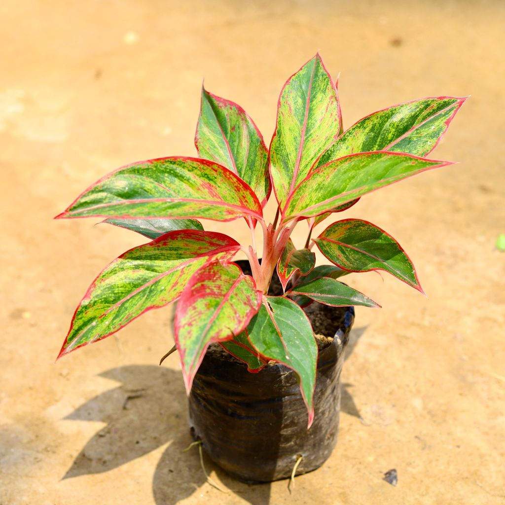 Buy Aglaonema Lipstick in 5 Inch Nursery Bag Online | Urvann.com Aglaonema Lipstick in 3 Inch Nursery Bag
