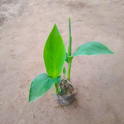 Buy Canna Lily Yellow In 4 Inch Nursery Bag Online | Urvann.com