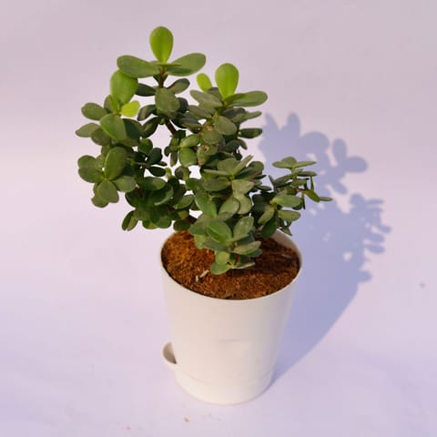 Jade in 4 Inch White Florence Self Watering Pot