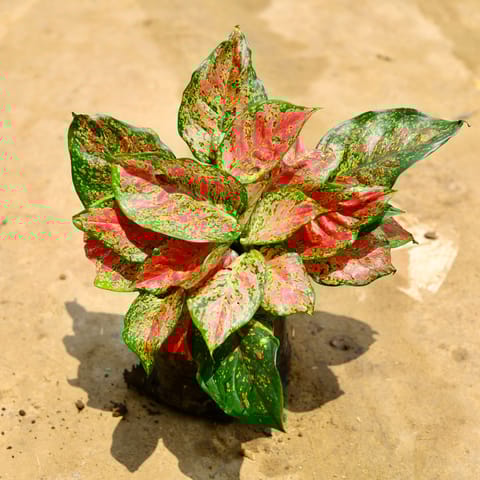 Aglaonema Pink Dalmatian in 8 Inch Nursery Bag