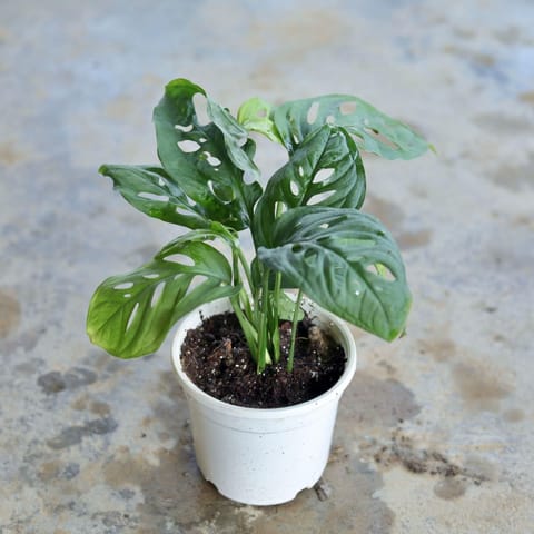 Monstera / Broken Heart in 4 Inch Nursery Pot (any colour)