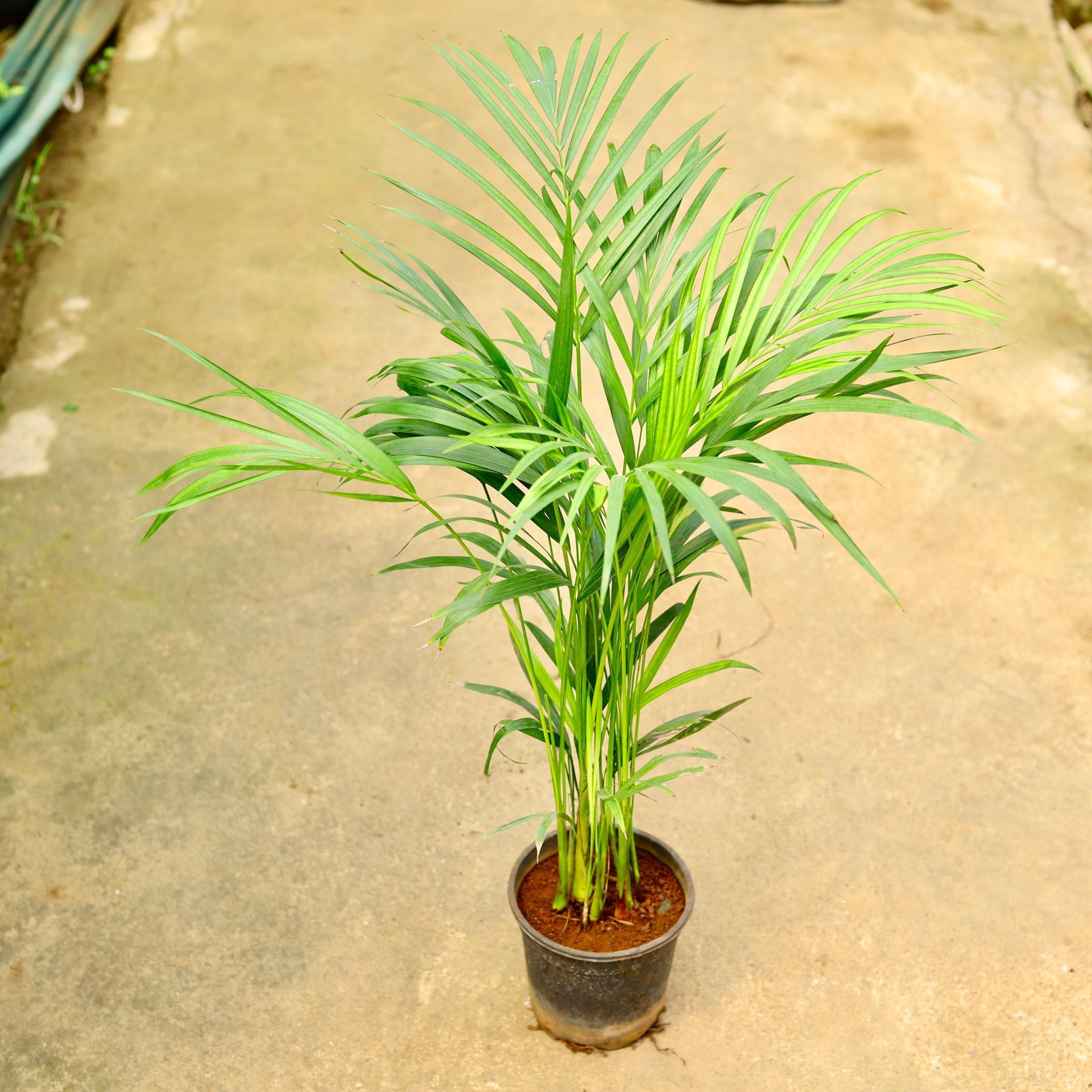 Areca Palm in 6 Inch Nursery Pot