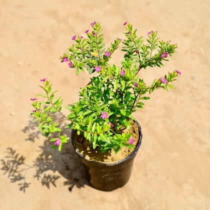 Buy Cuphea / False Heather Pink in 4 inch Nursery pot Online | Urvann.com