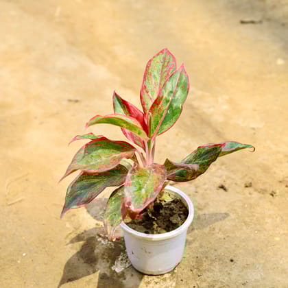 Buy Aglaonema Lipstick in 4 Inch White Nursery Pot Online | Urvann.com