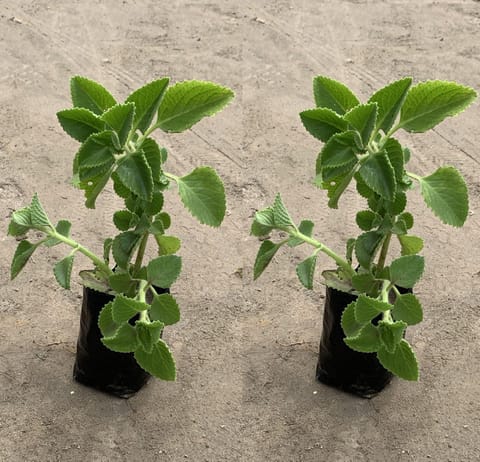 Set of 2 - Ajwain Plant in 4 inch Nursery Bag