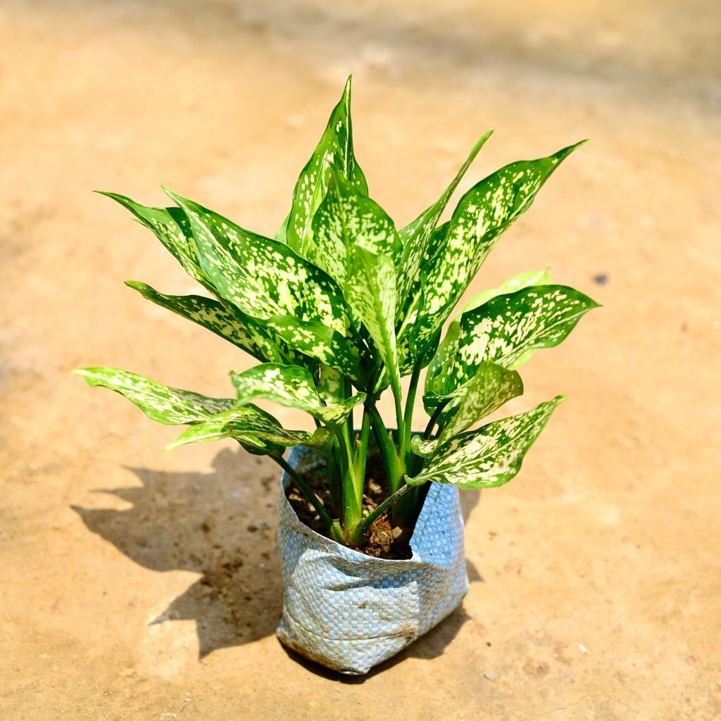 Buy Aglaonema Snow White (Two In One) in 5 Inch Nursery Bag Online | Urvann.com Aglaonema Snow White in 4 Inch Nursery Bag
