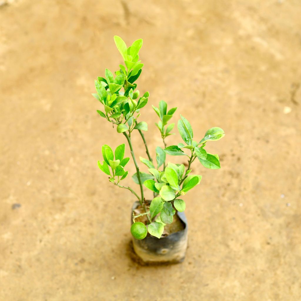 Buy Narangi / China Orange in 4 Inch Nursery Bag Online | Urvann.com Narangi / China Orange in 4 Inch Nursery Bag