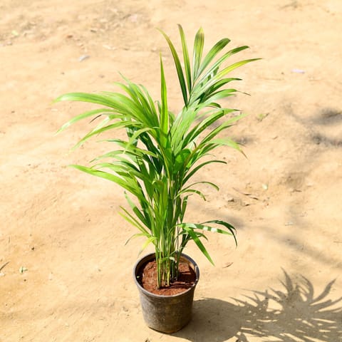 Areca Palm (~2 ft) in 6 Inch Nursery Pot