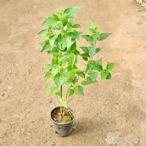 Harsingar / Parijat in 6 Inch Nursery Pot