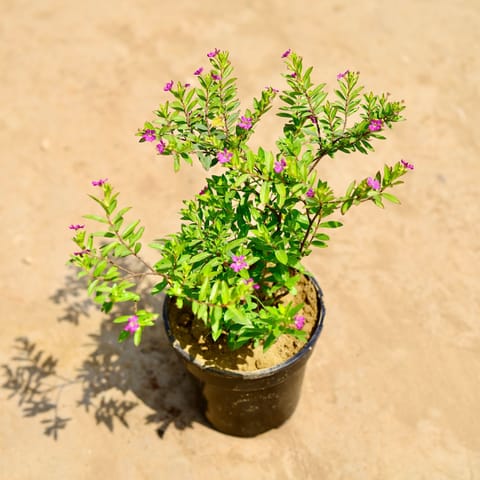 Cuphea / False Heather Pink in 4 inch Nursery pot