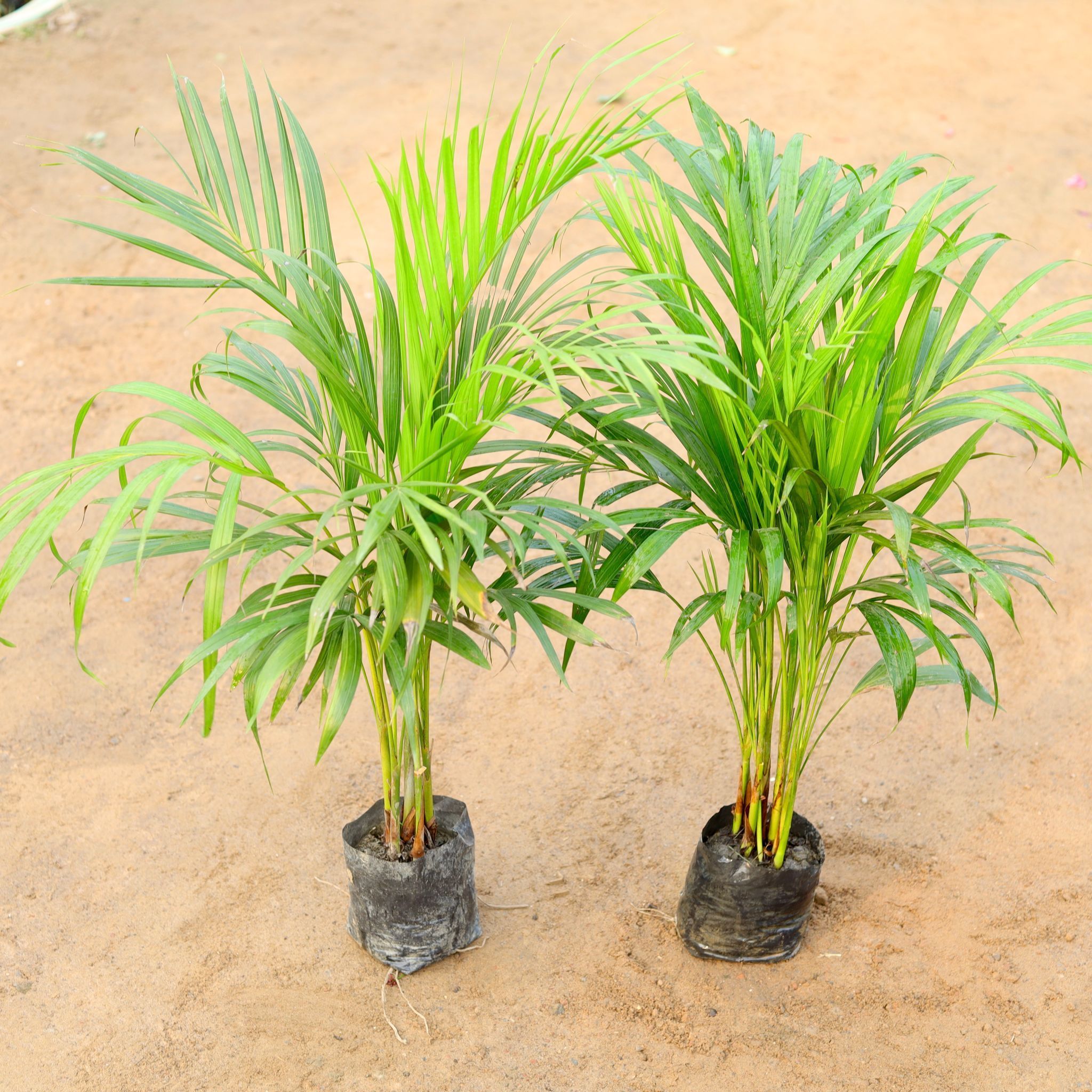 Set of 2 - Areca Palm dwarf (~ 2 Ft) in 5 Inch Nursery Bag