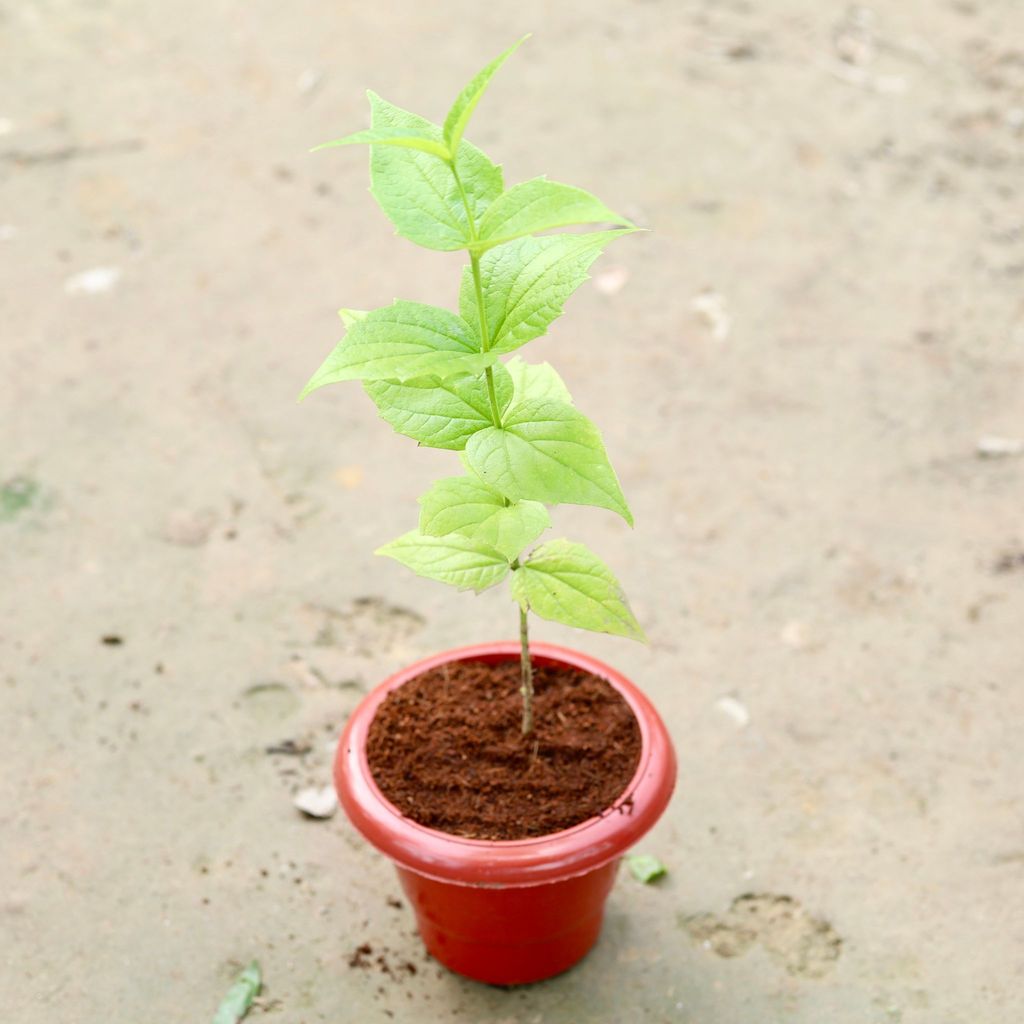 Buy Harsingar / Parijaat (any colour) in 6 Inch Classy Red Plastic Pot Online | Urvann.com Harsingar / Parijat (any colour) in 6 Inch Classy Red Plastic Pot