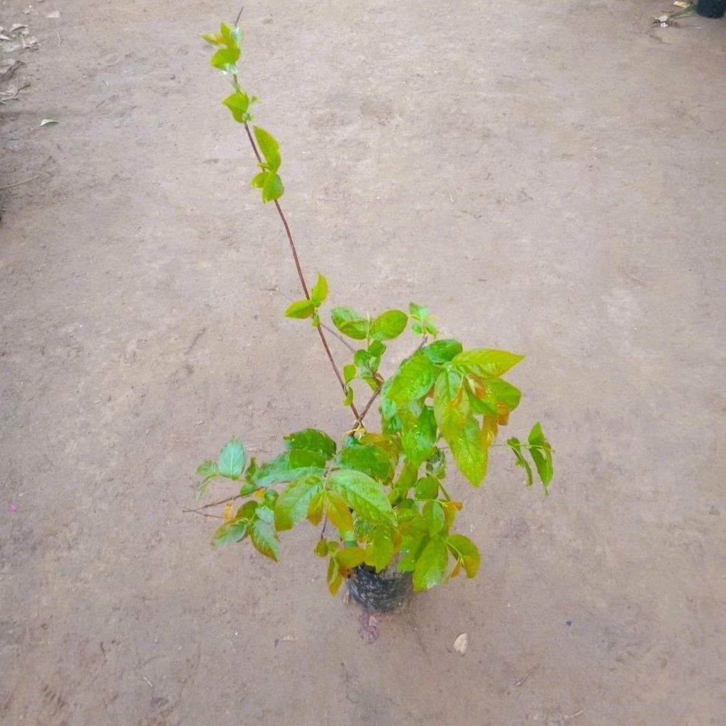 Buy Madhumalti Bel / Rangoon Creeper In 4 Inch Nursery Pot Online | Urvann.com Madhumalti Bel / Rangoon Creeper in 4 Inch Nursery Bag