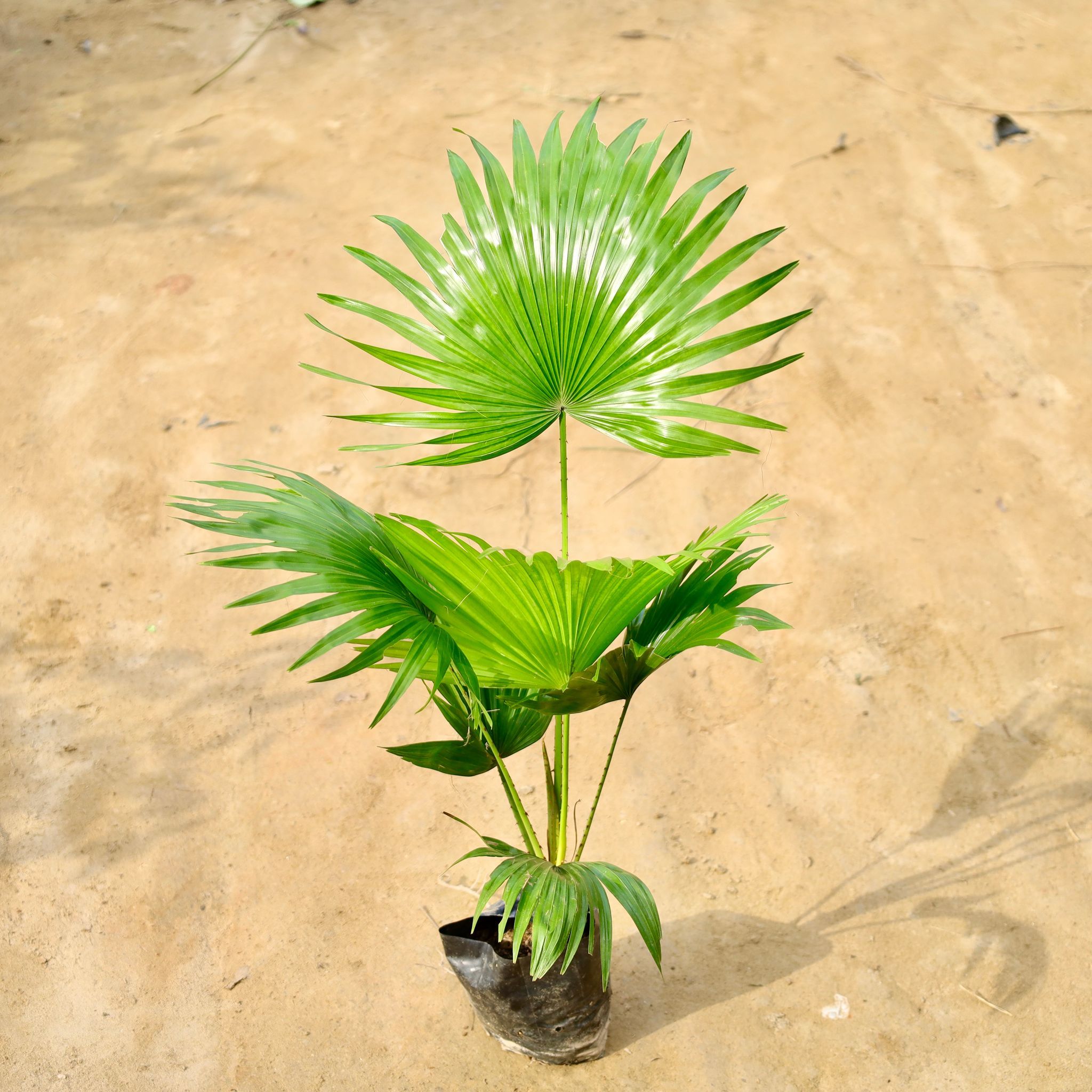 China Palm / Fan Palm (1.5 -2 Ft) in 5 Inch Nursery Bag