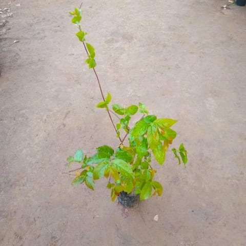 Madhumalti Bel / Rangoon Creeper in 8Inch Nursery Bag