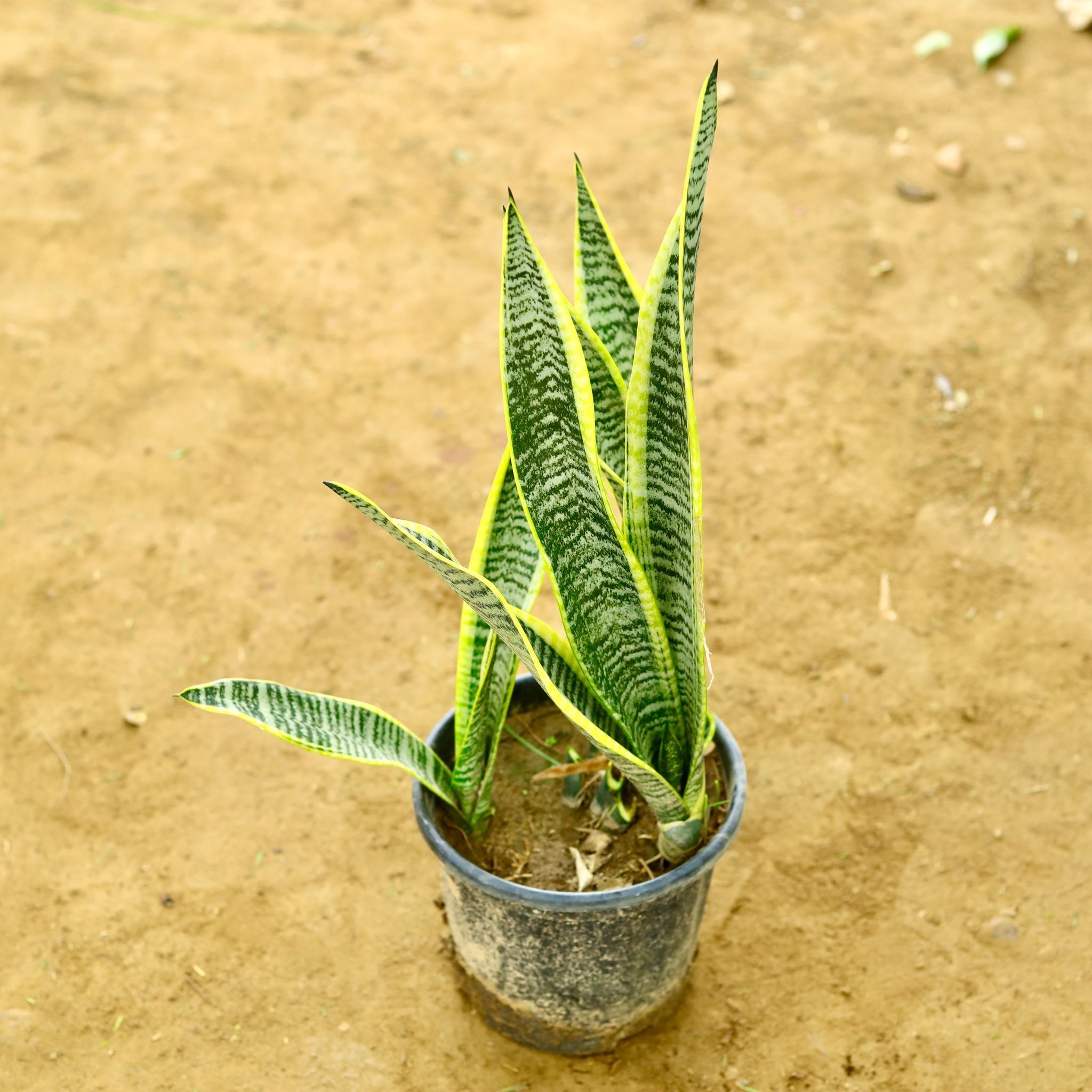 Snake Golden Long in 8 Inch Nursery Pot