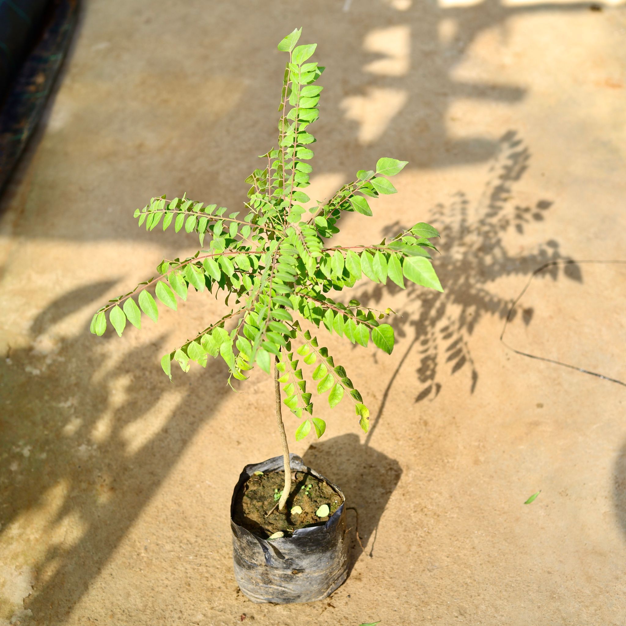 Curry Patta (~2 Ft) in 6 Inch Nursery Bag