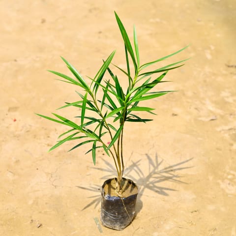 Oleander / Kaner Pink in 4 Inch Nursery Bag