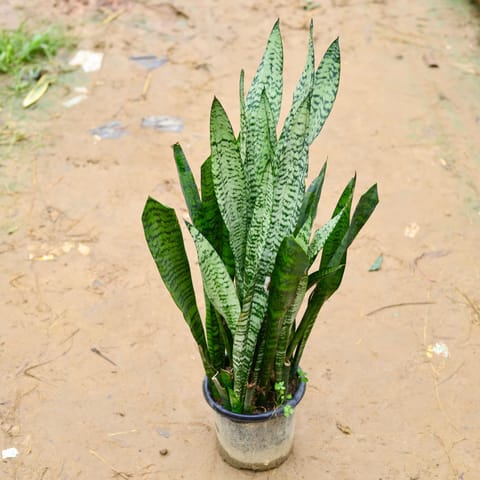 Snake Green (~ 2.5 Ft) in 8 Inch Nursery Pot