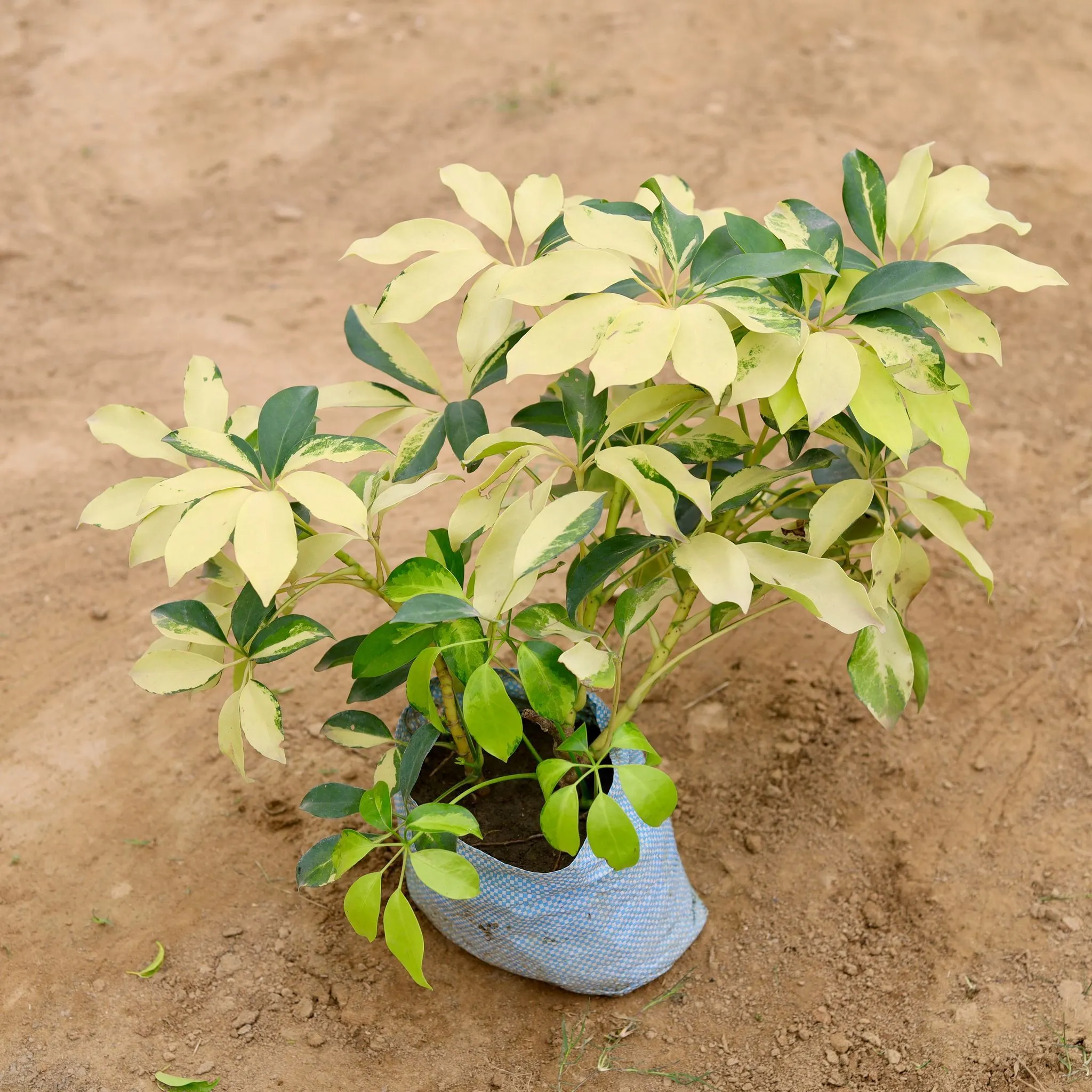 Air Purifying - Schefflera Brassia in 5 Inch Nursery Bag