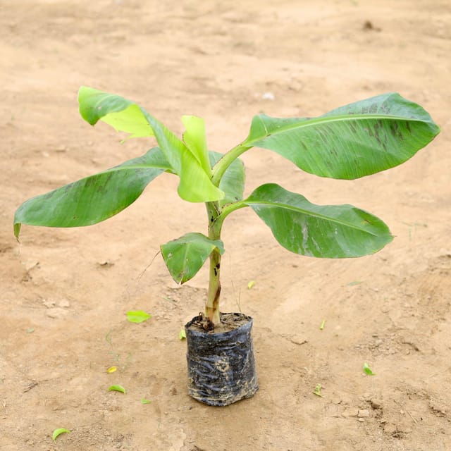 Banana Plant (~1-2 ft) in 8 Inch Nursery Bag